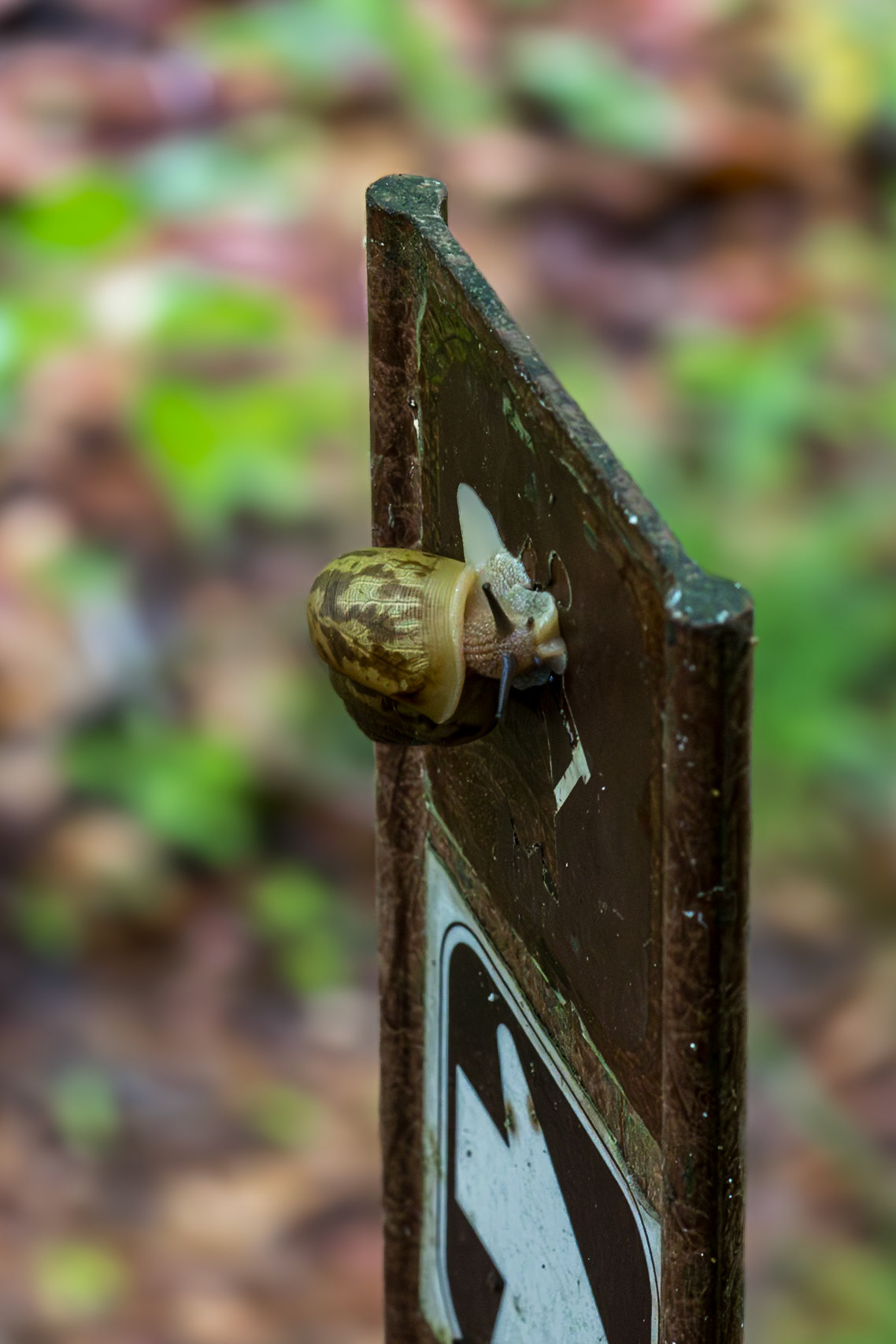 Snail 2, Station Cove Falls, SC