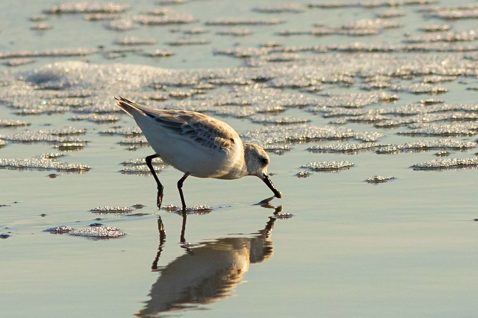Sanderling 2, OIB