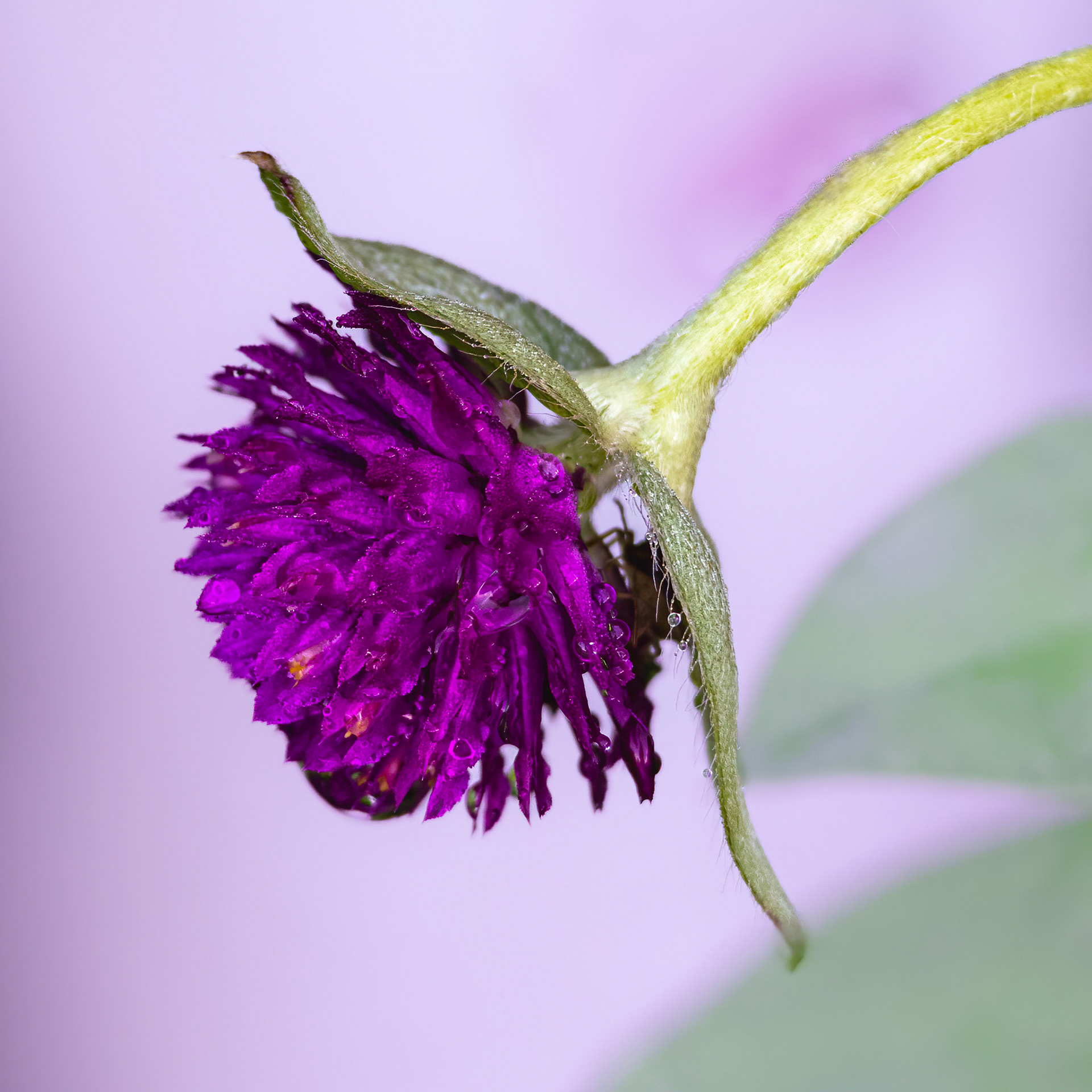 Globe Aramanth 2, Brunswick County Botanical Gardens