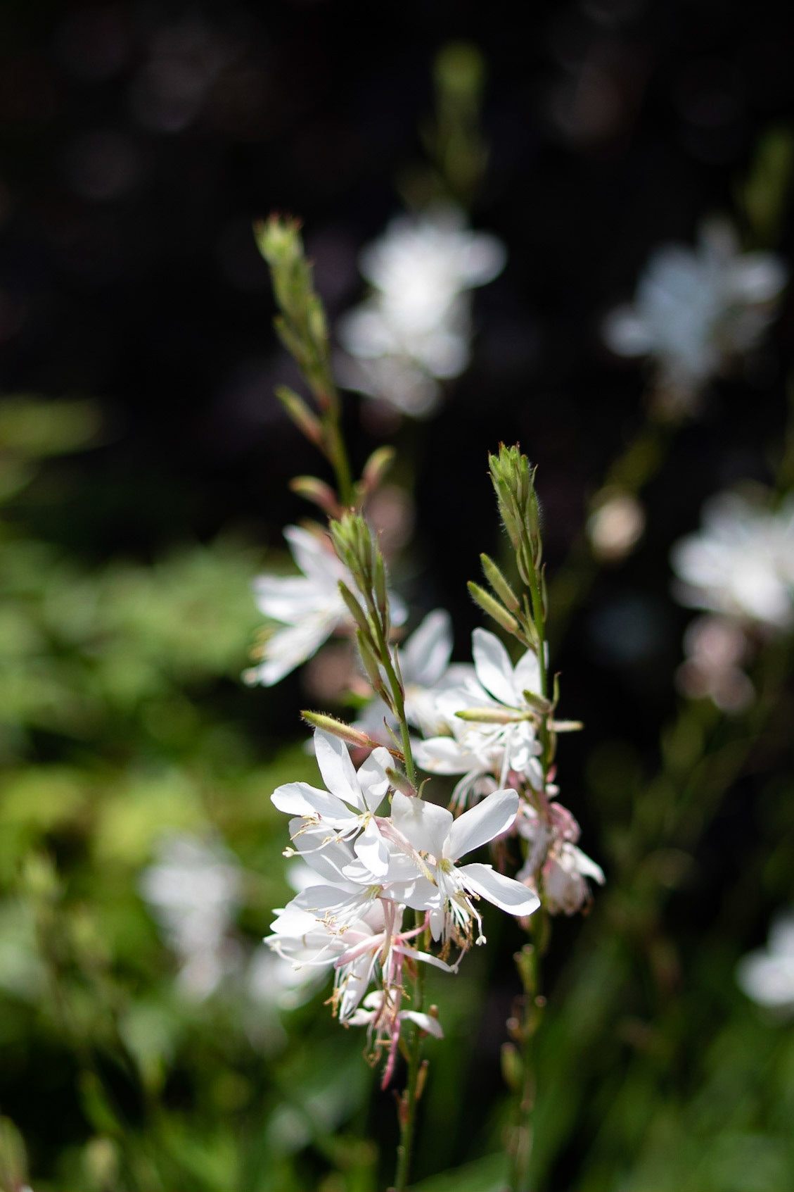 Brookgreen Gardens