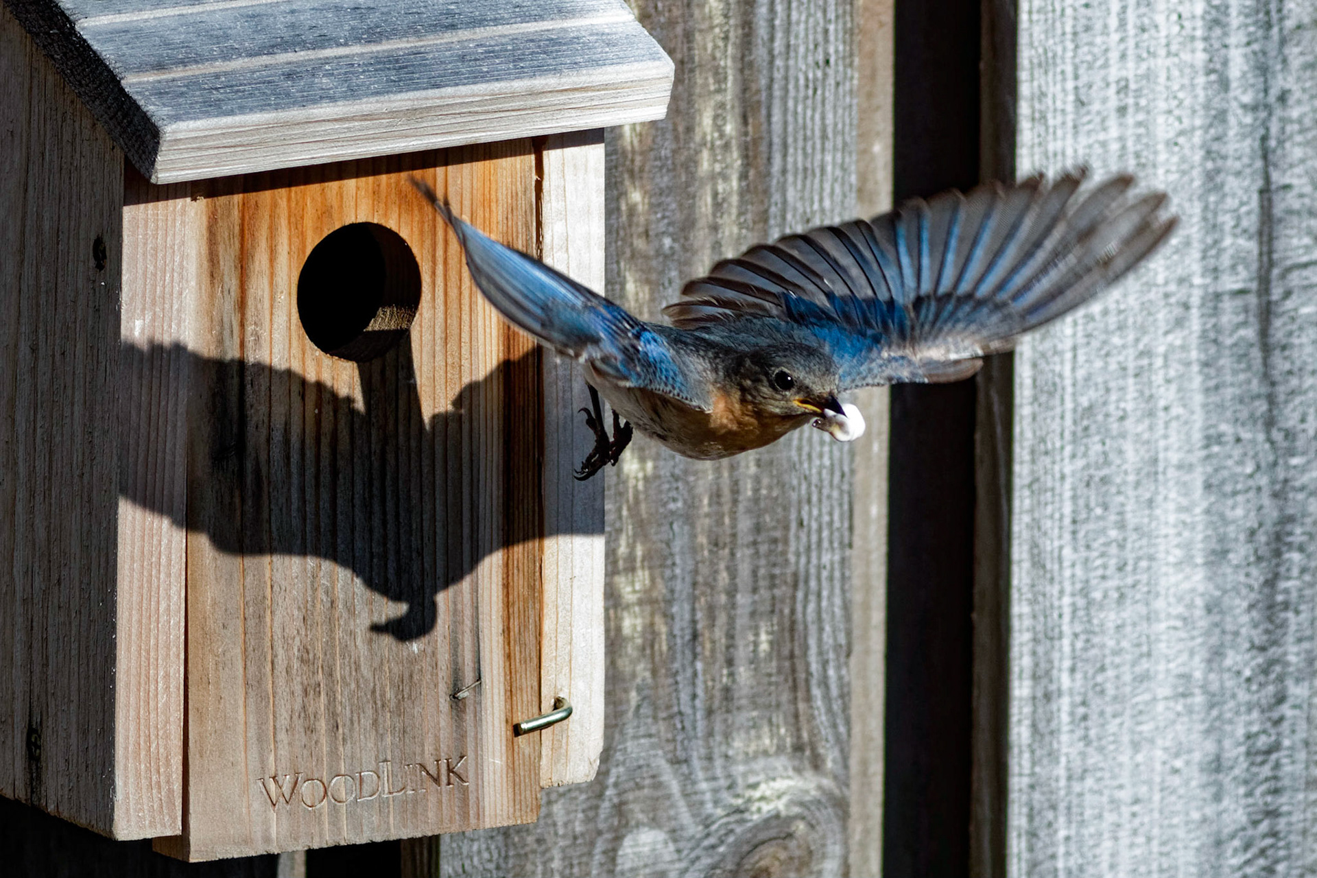 Female Eastern Bluebird 20, OIB
