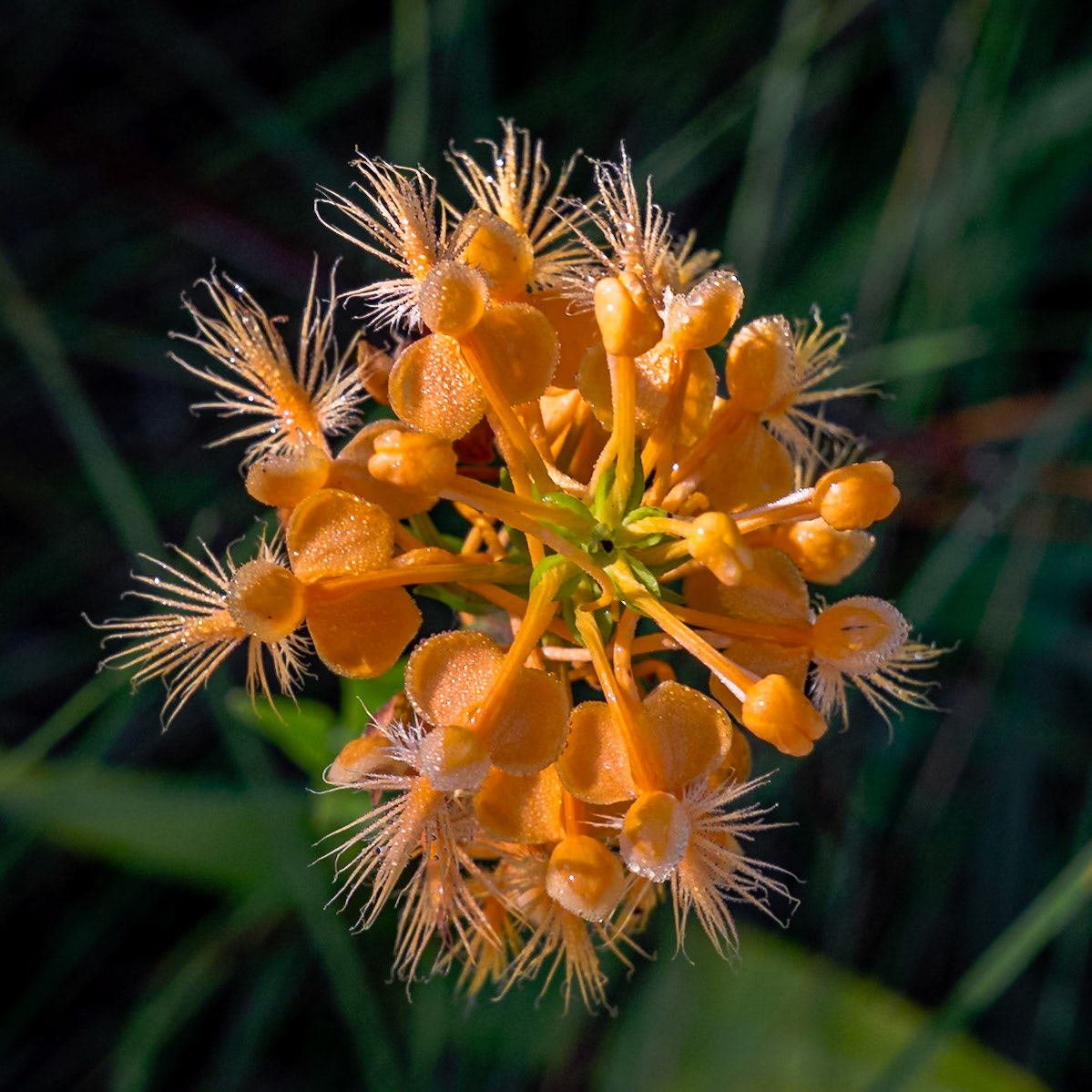 Orange fringed orchid 4, Green Swamp Preserve