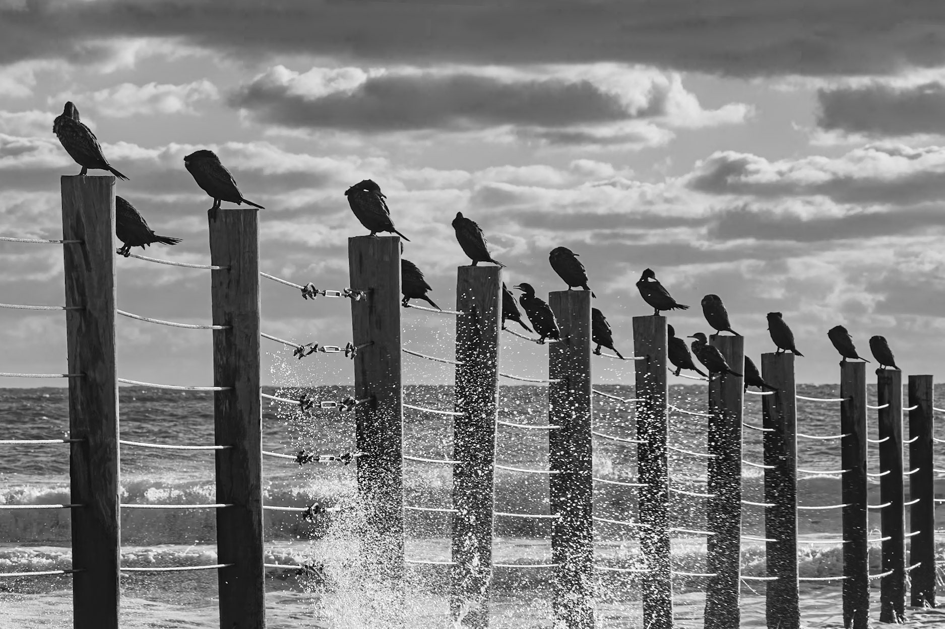 Birds on horse fence, Corolla, NC
