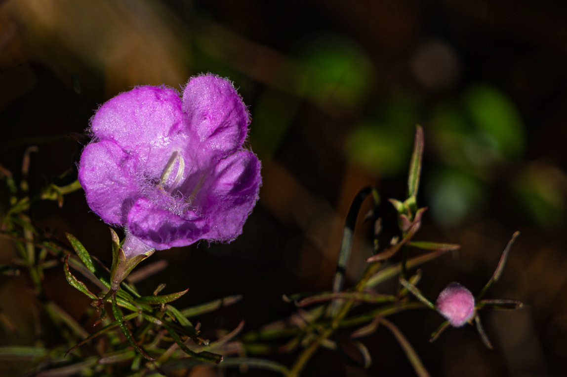 Flase foxglove 13, Greater Green Swamp Preserve