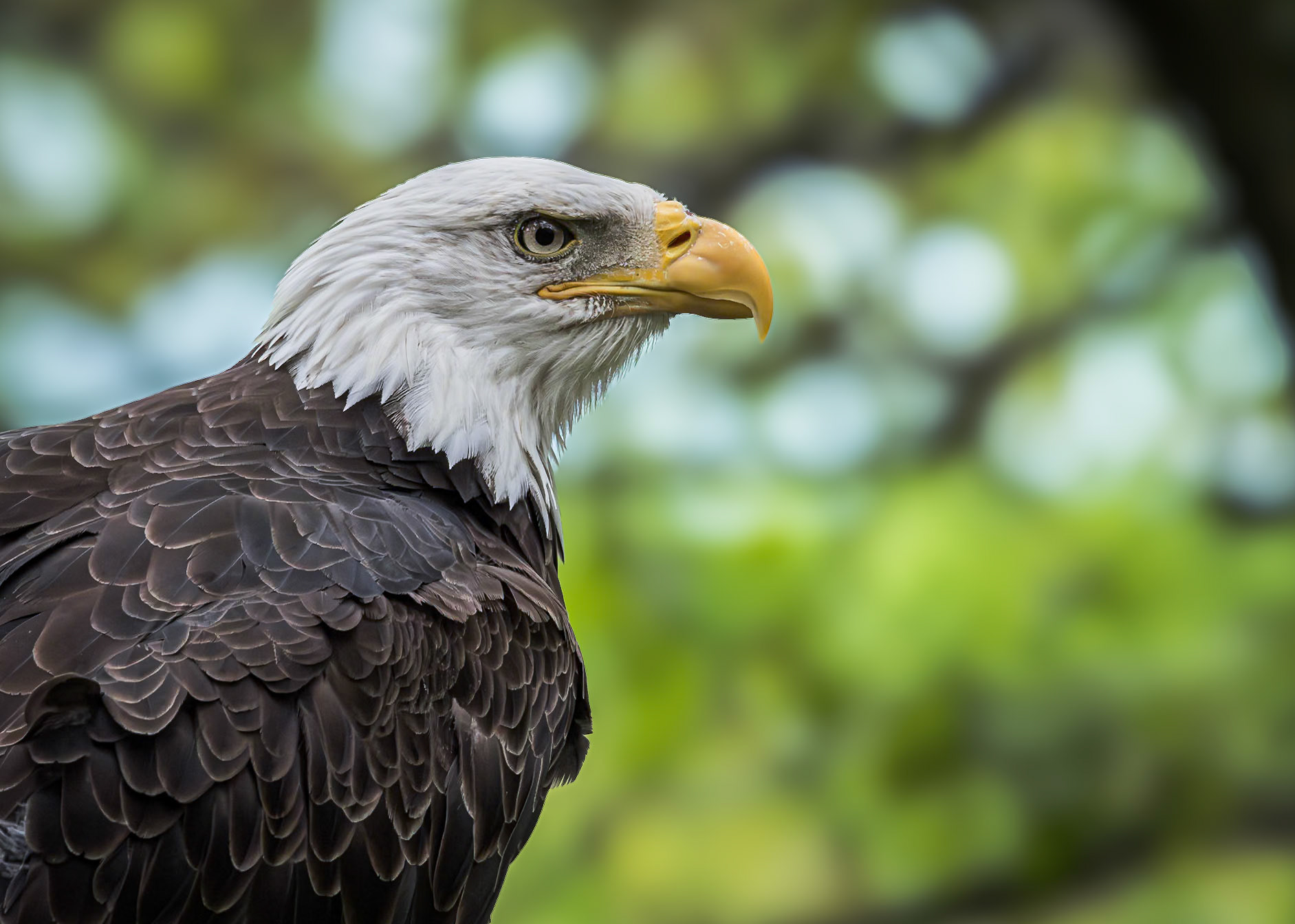 Bald eagle 54, Grandfather Mountain, NC