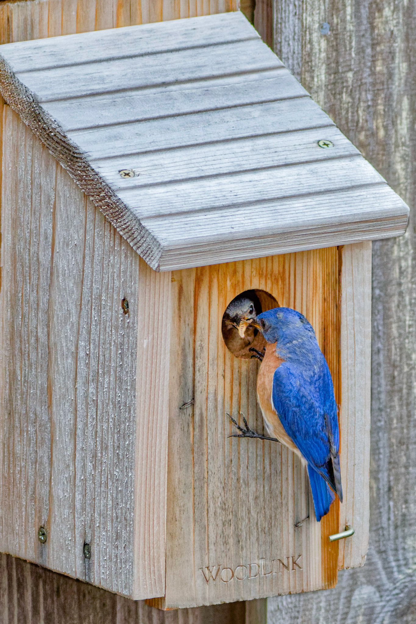 Female and Male Eastern Bluebird 17, OIB