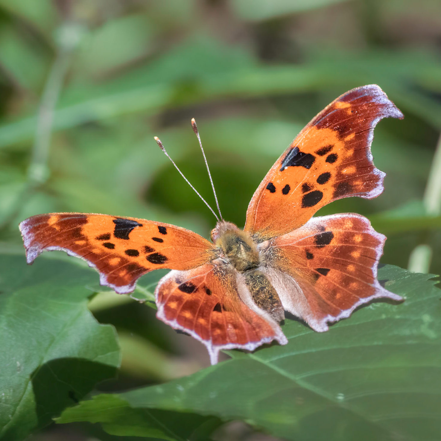 Question mark butterfly 2, Airlie Gardens