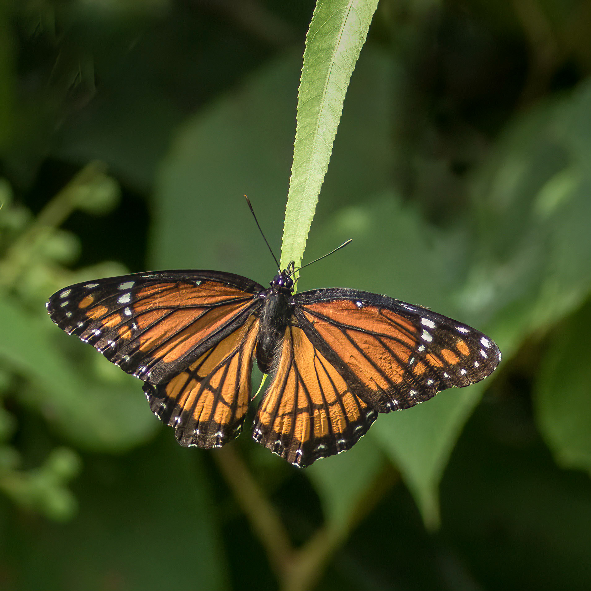 Viceroy 1, Sea Trail Osprey Platforms