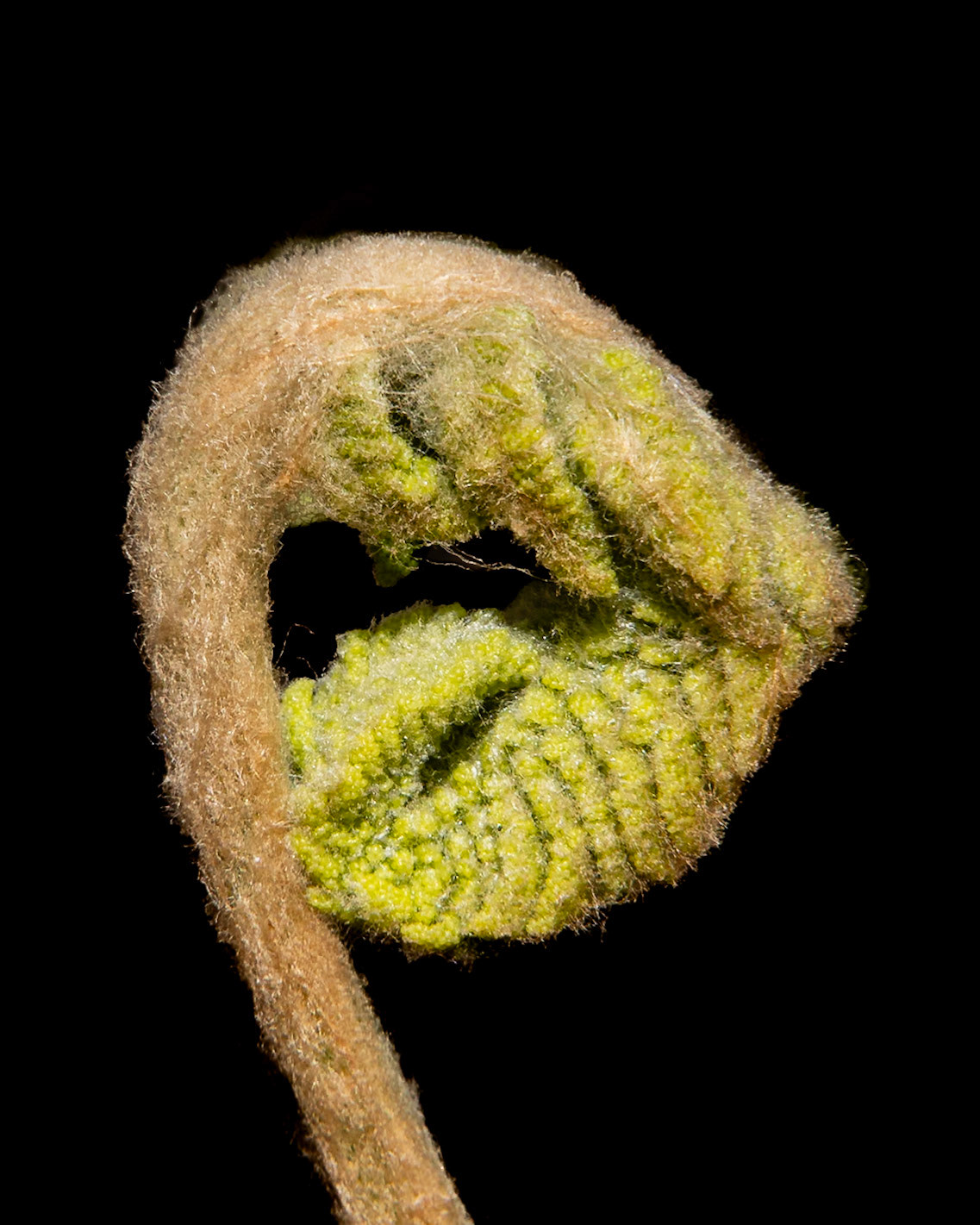 Cinnamon fern 2, Green Swamp Preserve