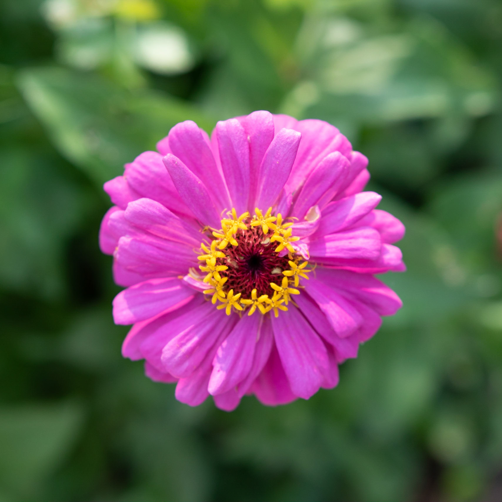 Fearrington Village, NC 20