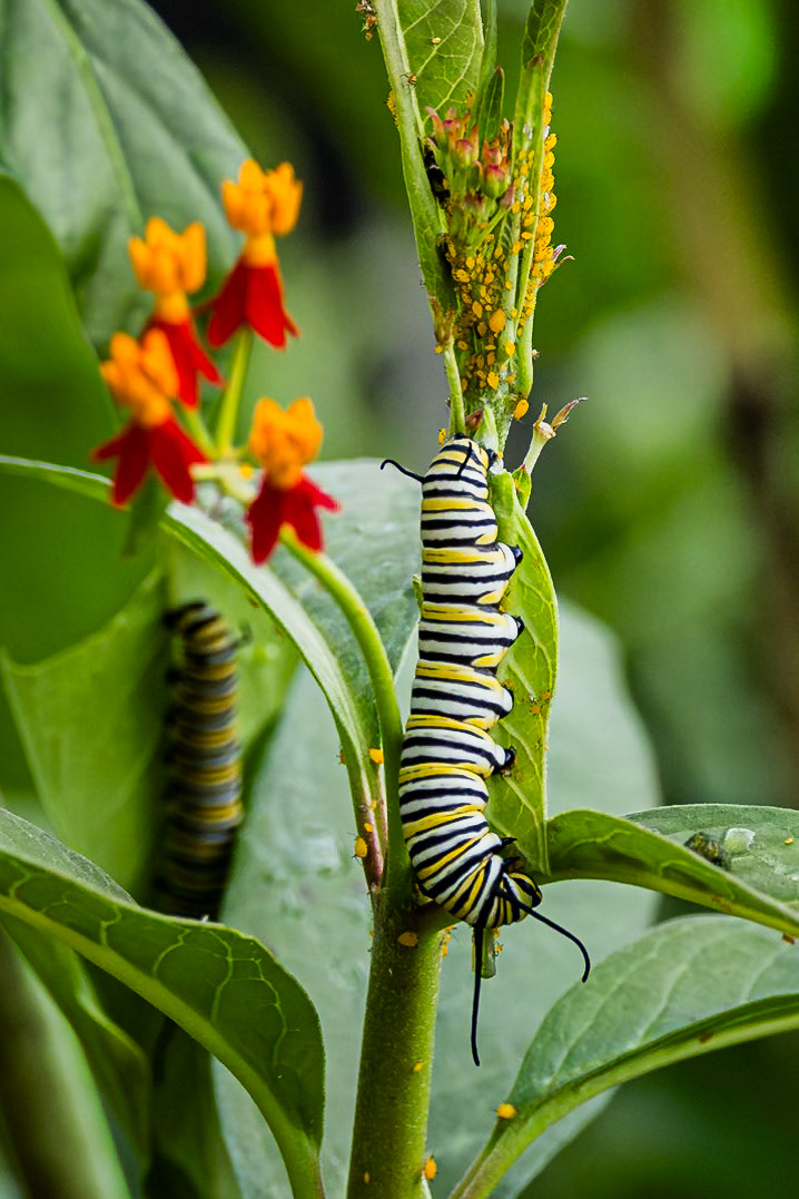 Monarch Caterpillar 1, Private home in Calabash, NC