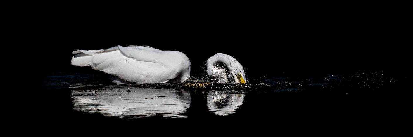 Great Egret 46, Huntinton Beach SC