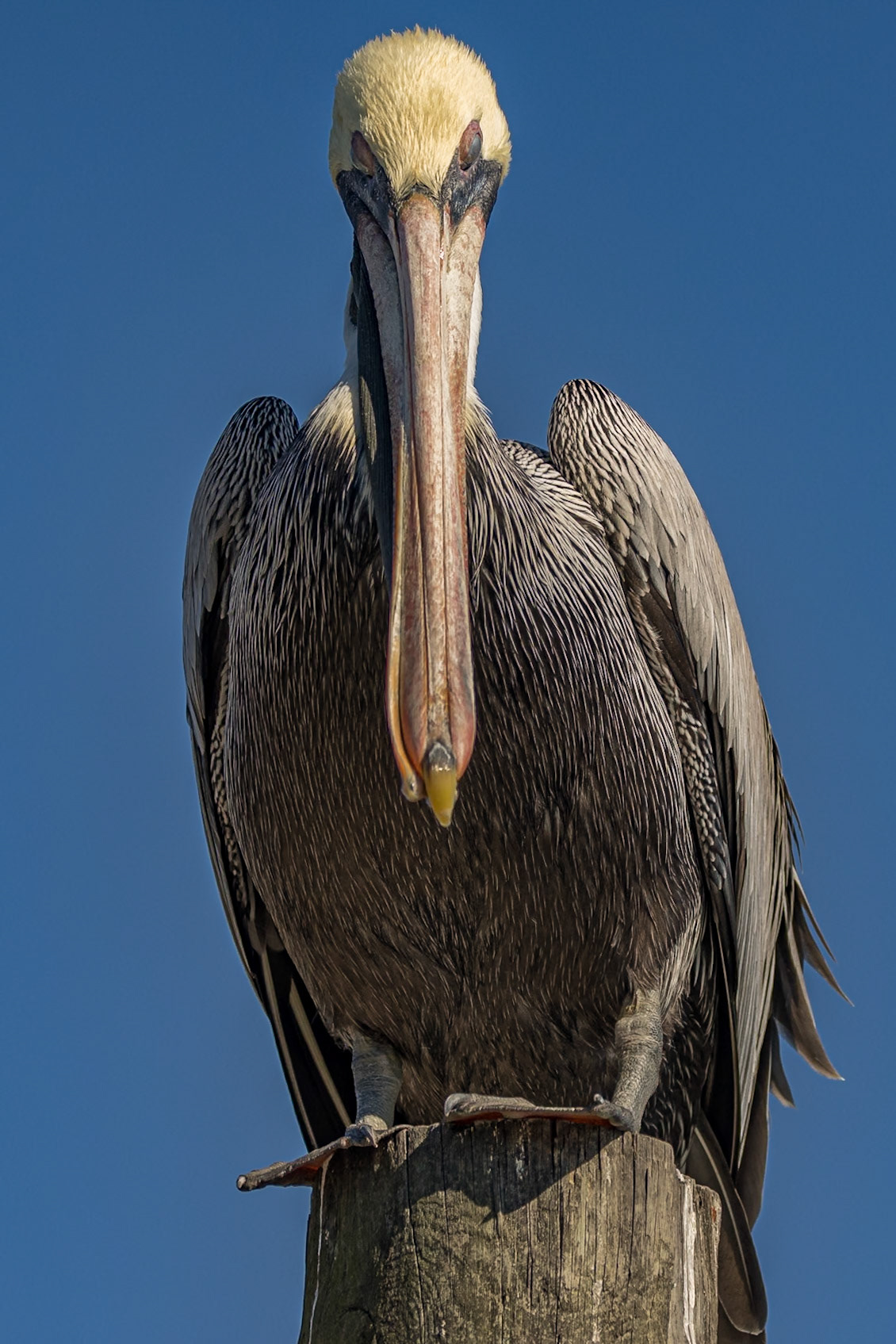 Brown pelican 77, Calabash docks