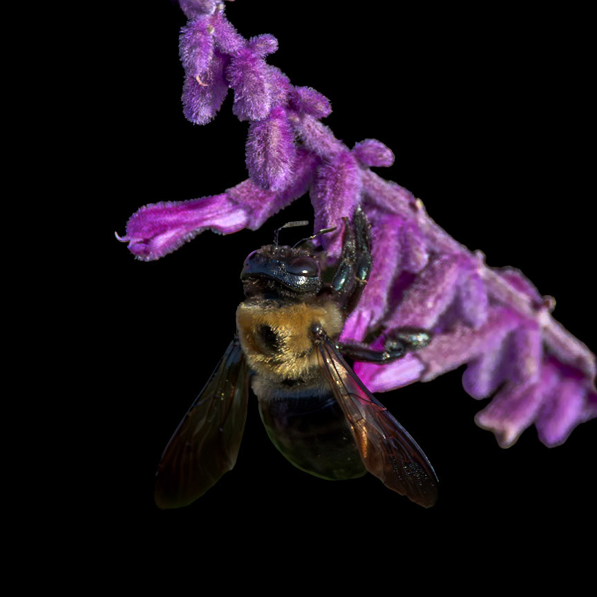 Bee 22 on Mexican bush sage, New Hanover County Arboretum
