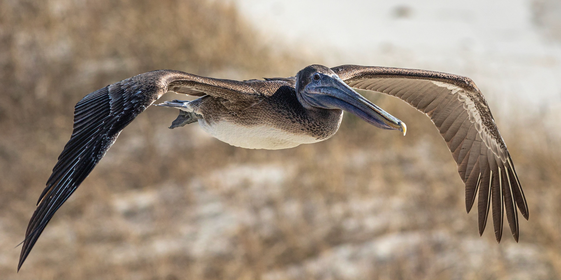 Pelicans 58, OIB east end