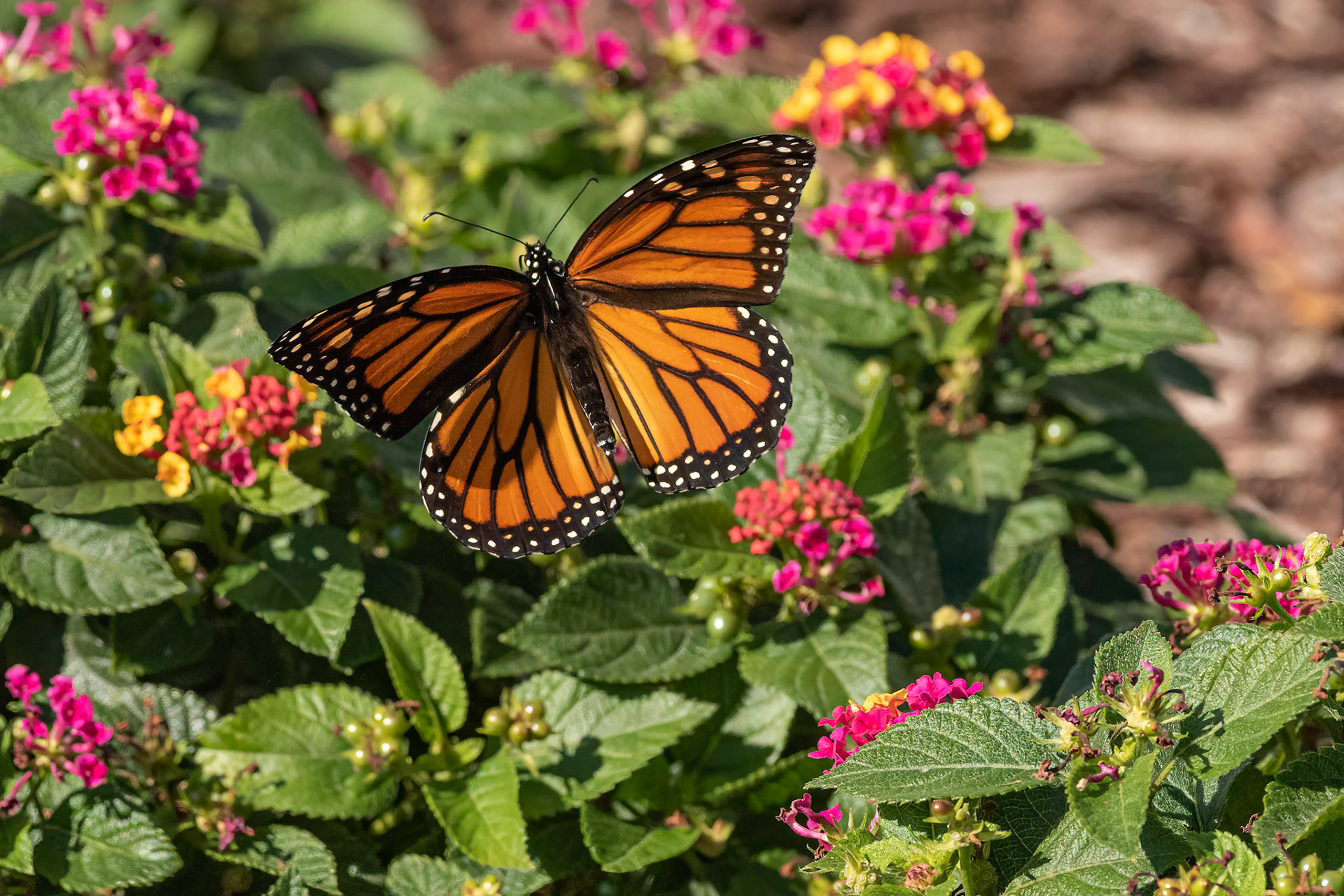 Monarch 1, OIB east end