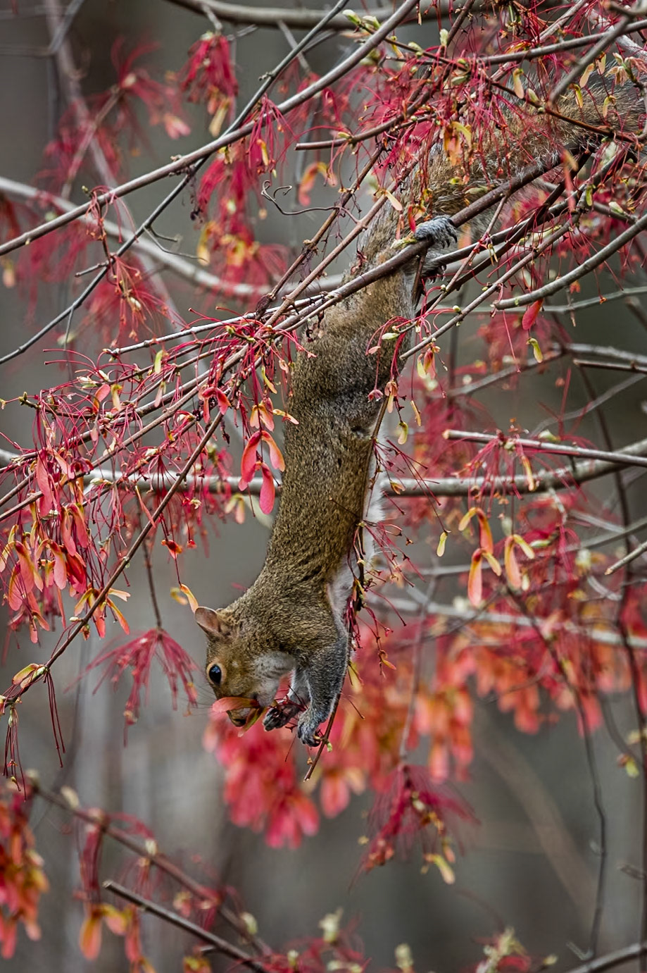 Squirrel 5, Cypress Wetlands, Port Royal, SC