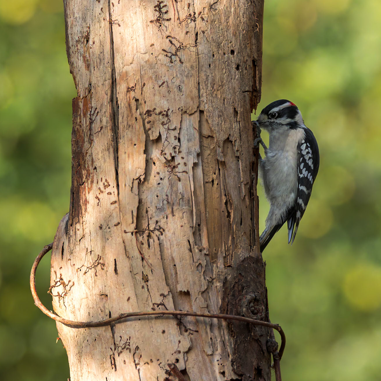 Downy woodpecker 0, The Nut House, Clemson, SC