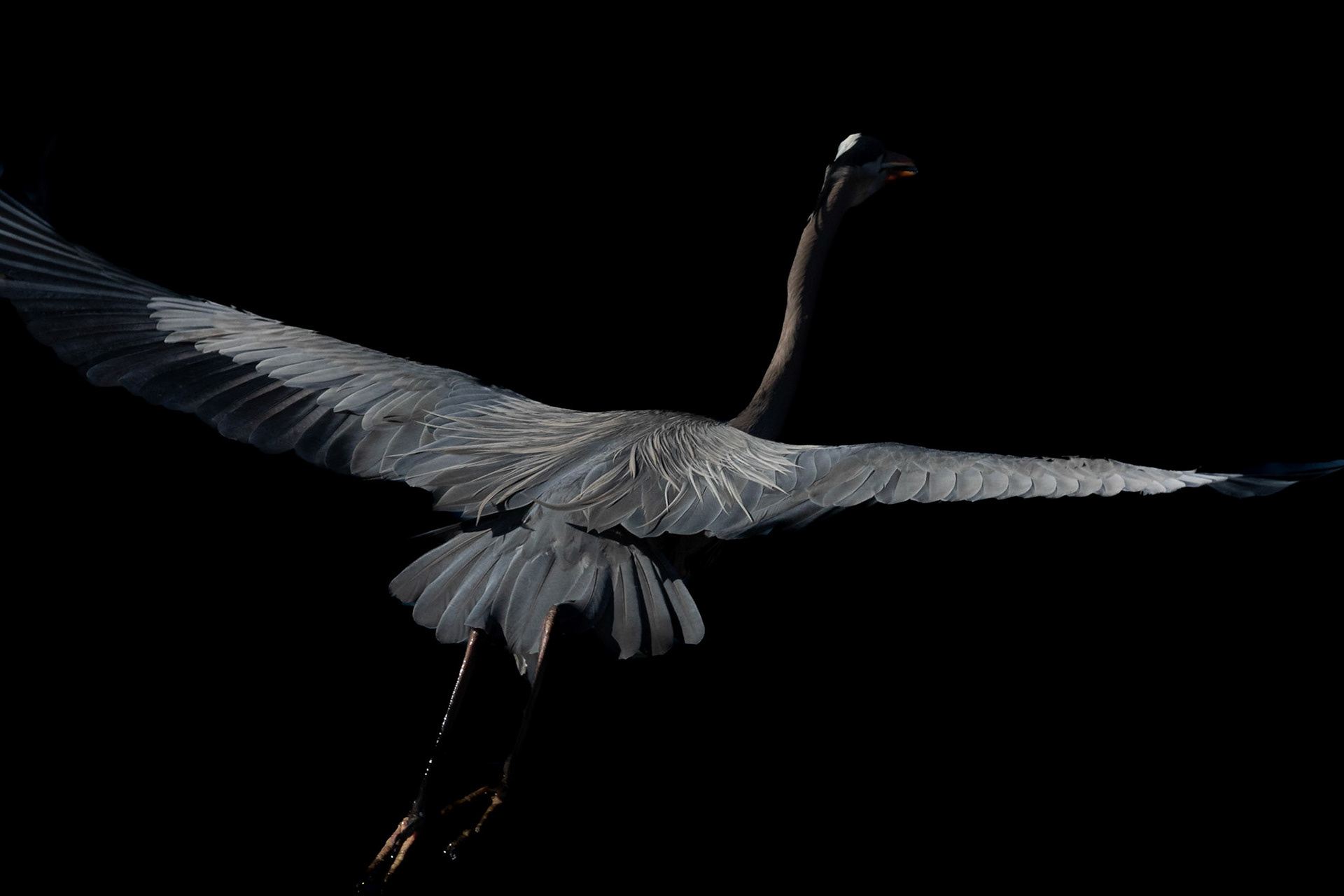 Low key great blue heron 3, Carl Bazemore platform, Sunset Beach, NC