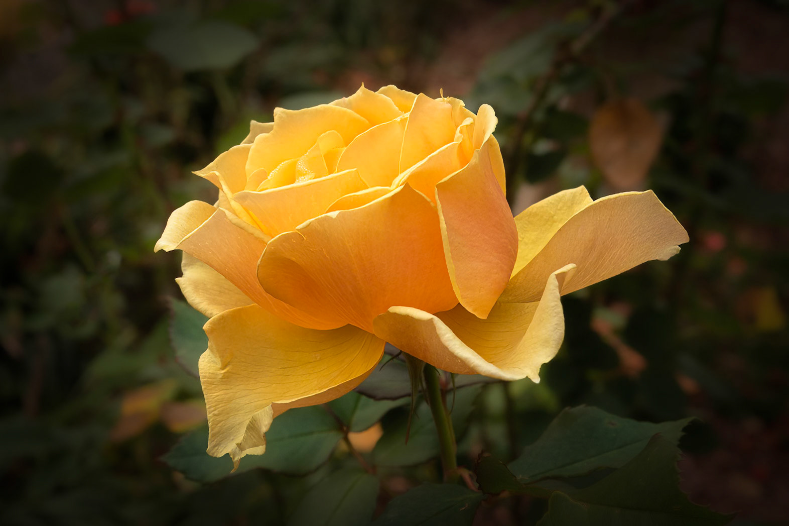 Rose 21, Brunswick County Botanical Gardens