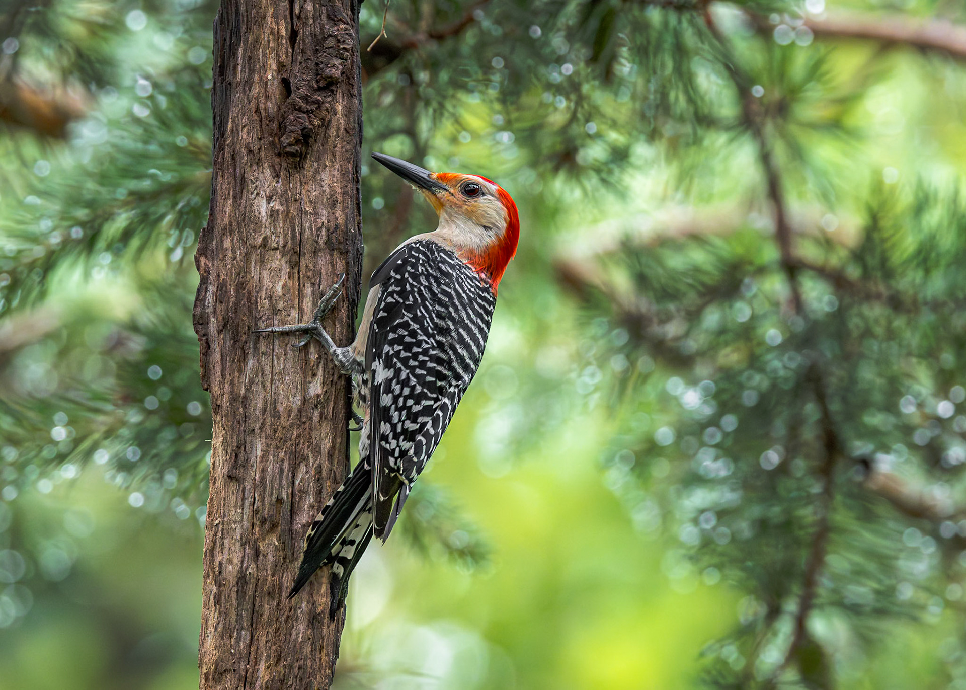 Red bellied woodpecker 19, The Nut House, Clemson, SC
