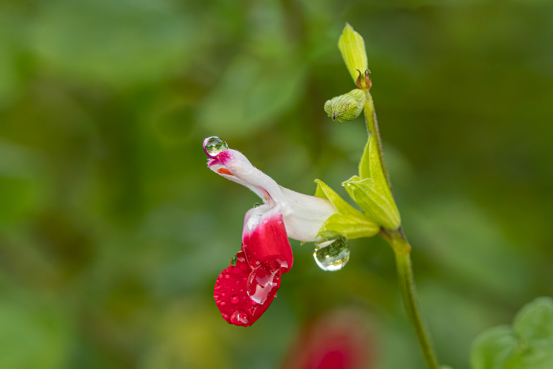 Hot lips salvia 6, Brunswick County Botanical Gardens