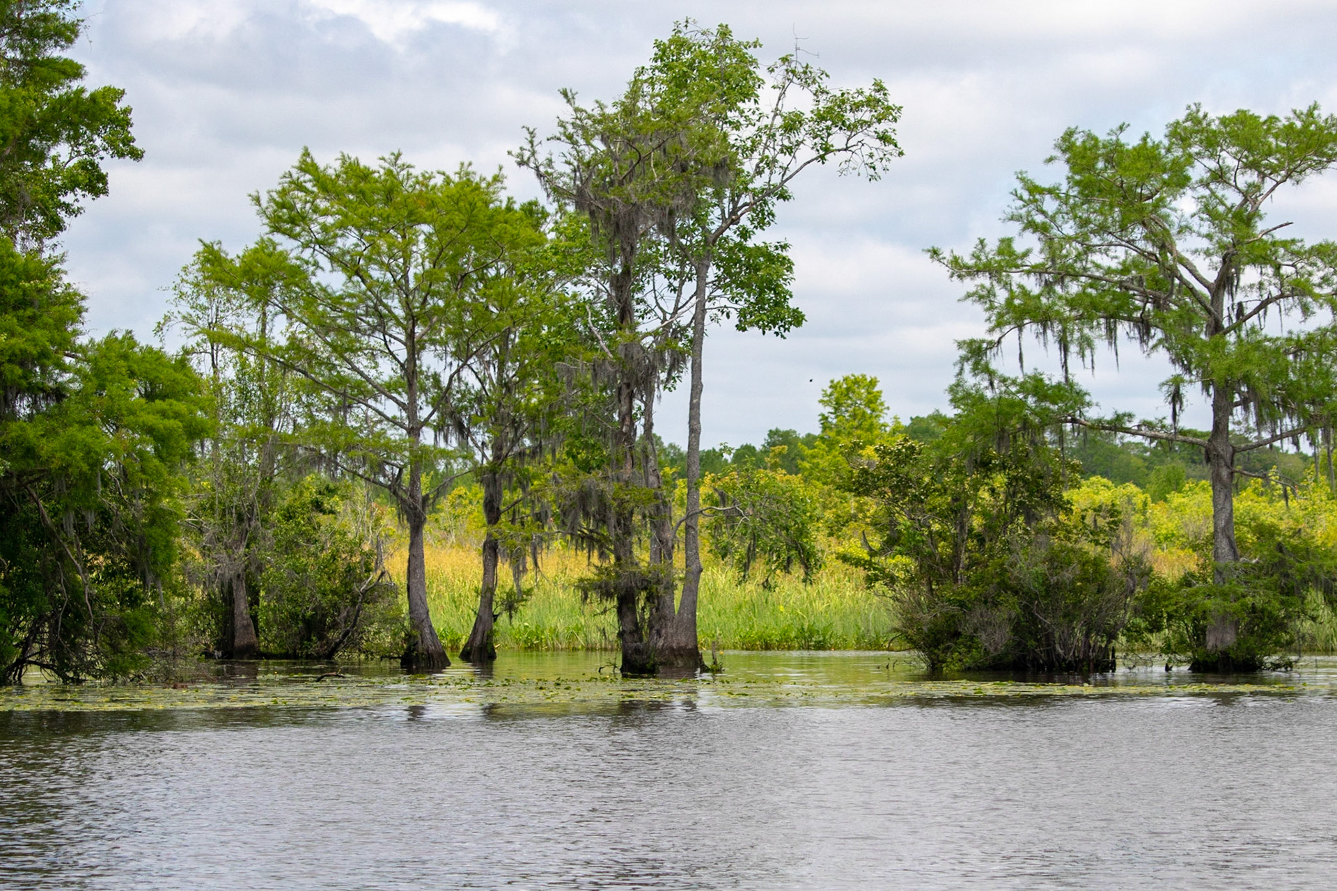Waccamaw River 16, Plantation River Cruise
