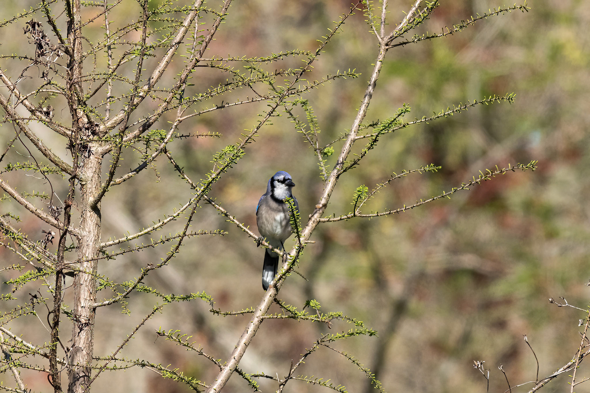 Blue Jay 1, Sea Trail