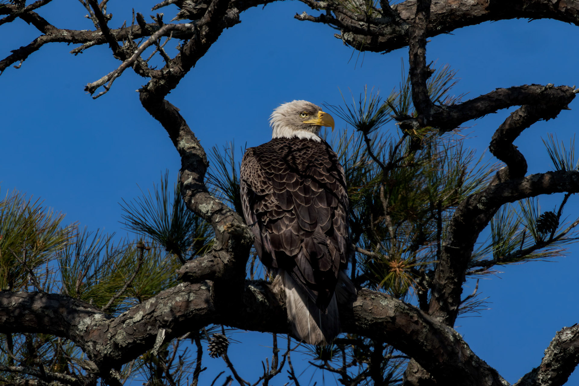 Bald eagle 48, Alligator River NWR