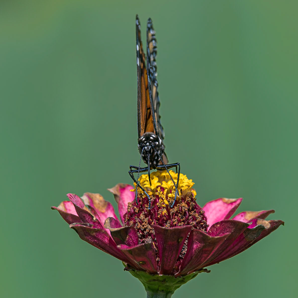 Monarch 21, Private home in Calabash, NC