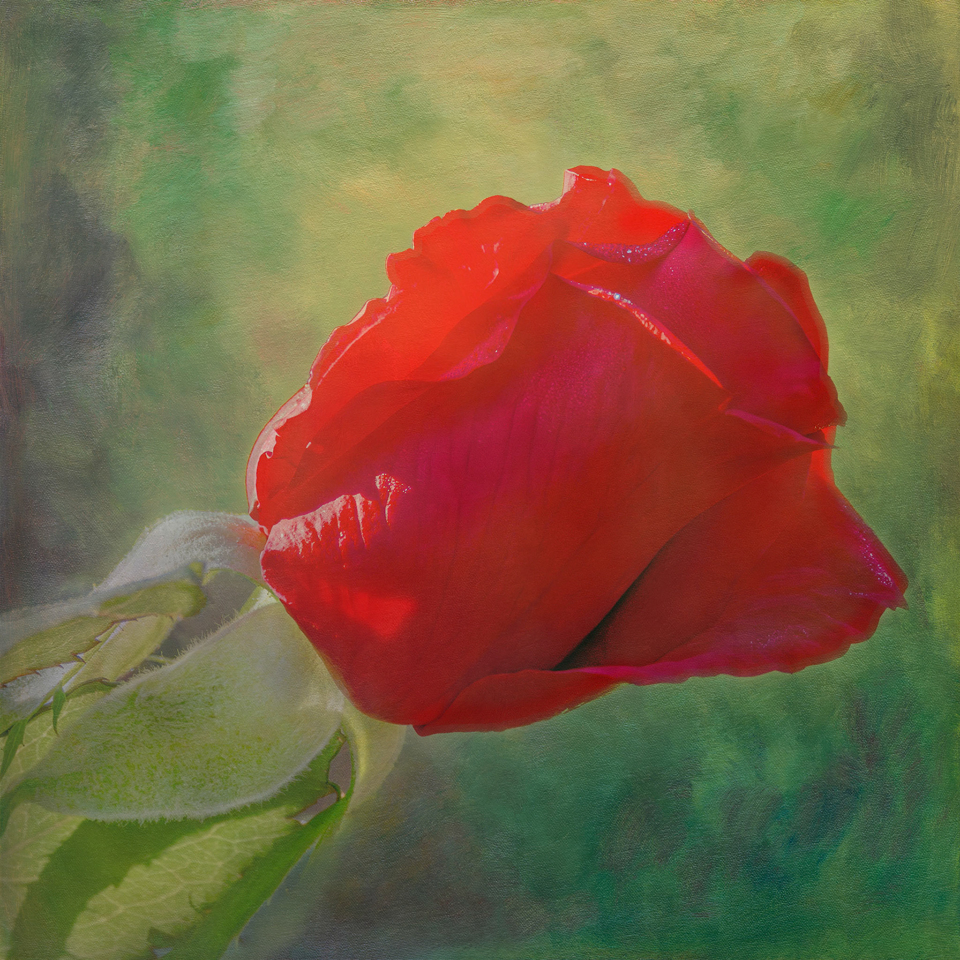 Rose 44, New Hanover County Arboretum