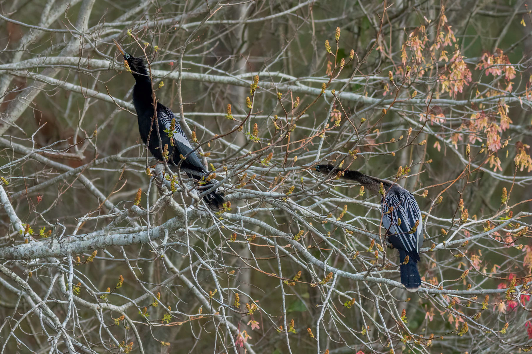 Anhinga 18, Sea Trail, Sunset Beach, NC