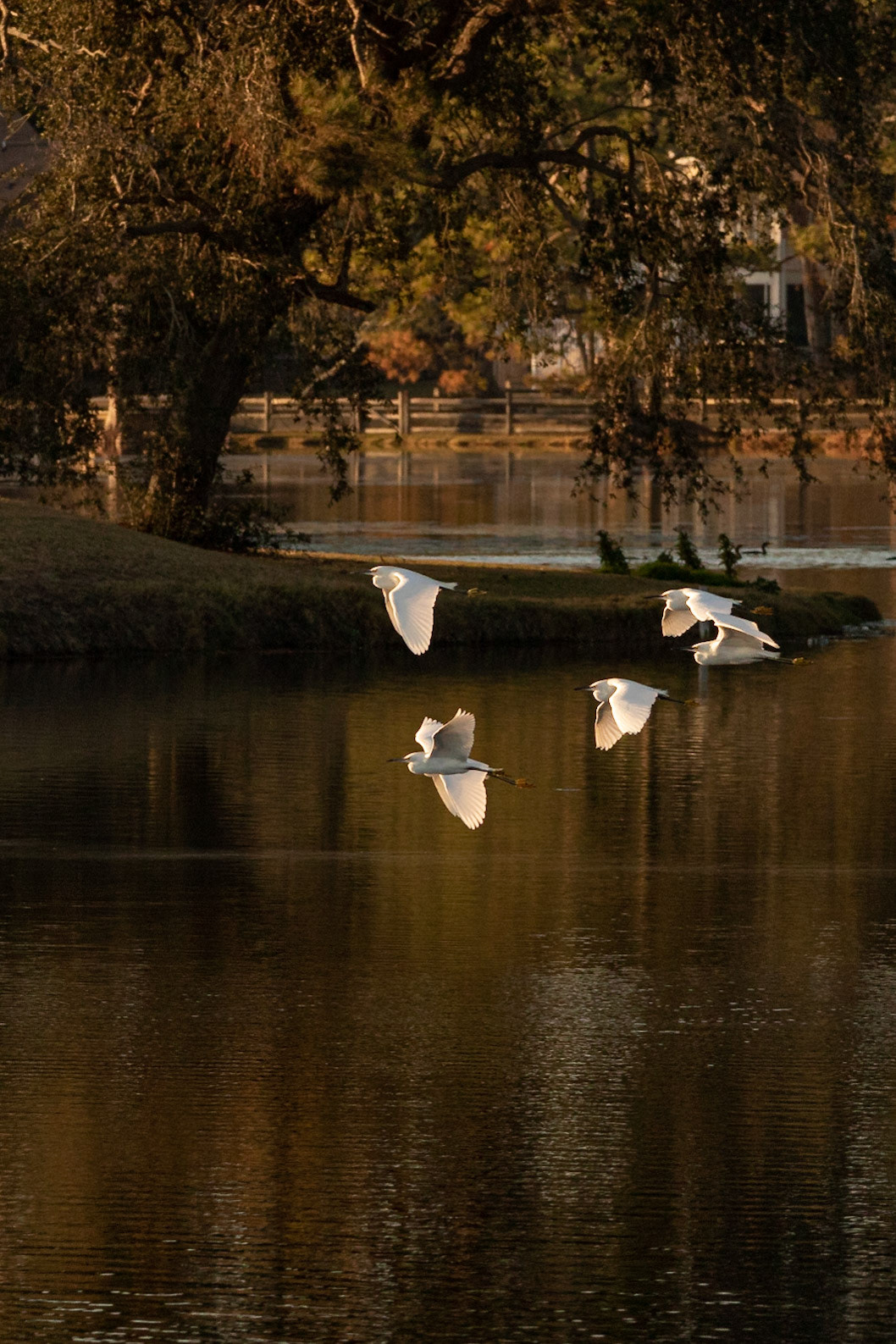Snowy egret 14, Carl Bazemore bird platform, Sunset Beach, NC