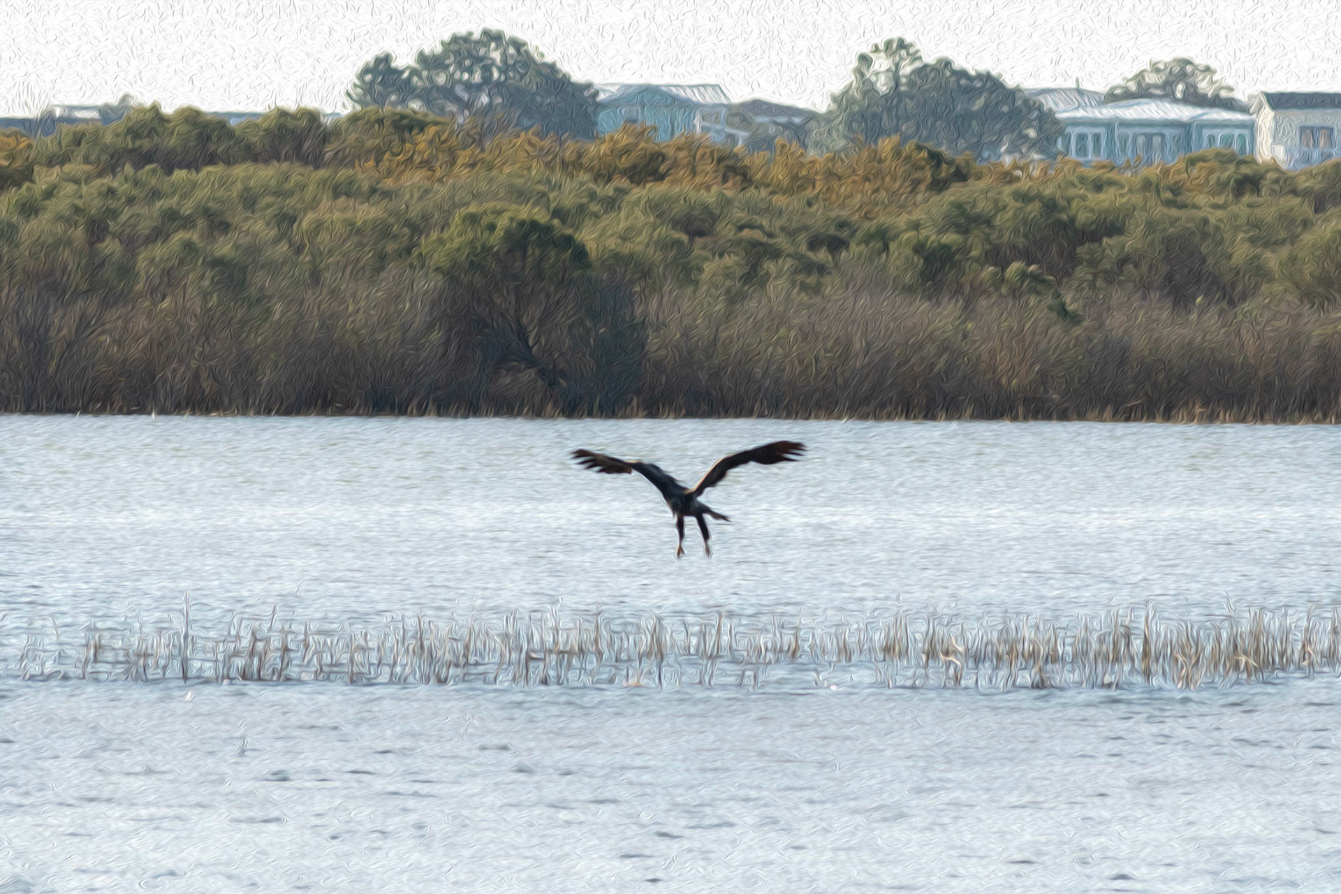 Oil painting 11, juvenile bald eagle fishing, Sunset Beach, NC
