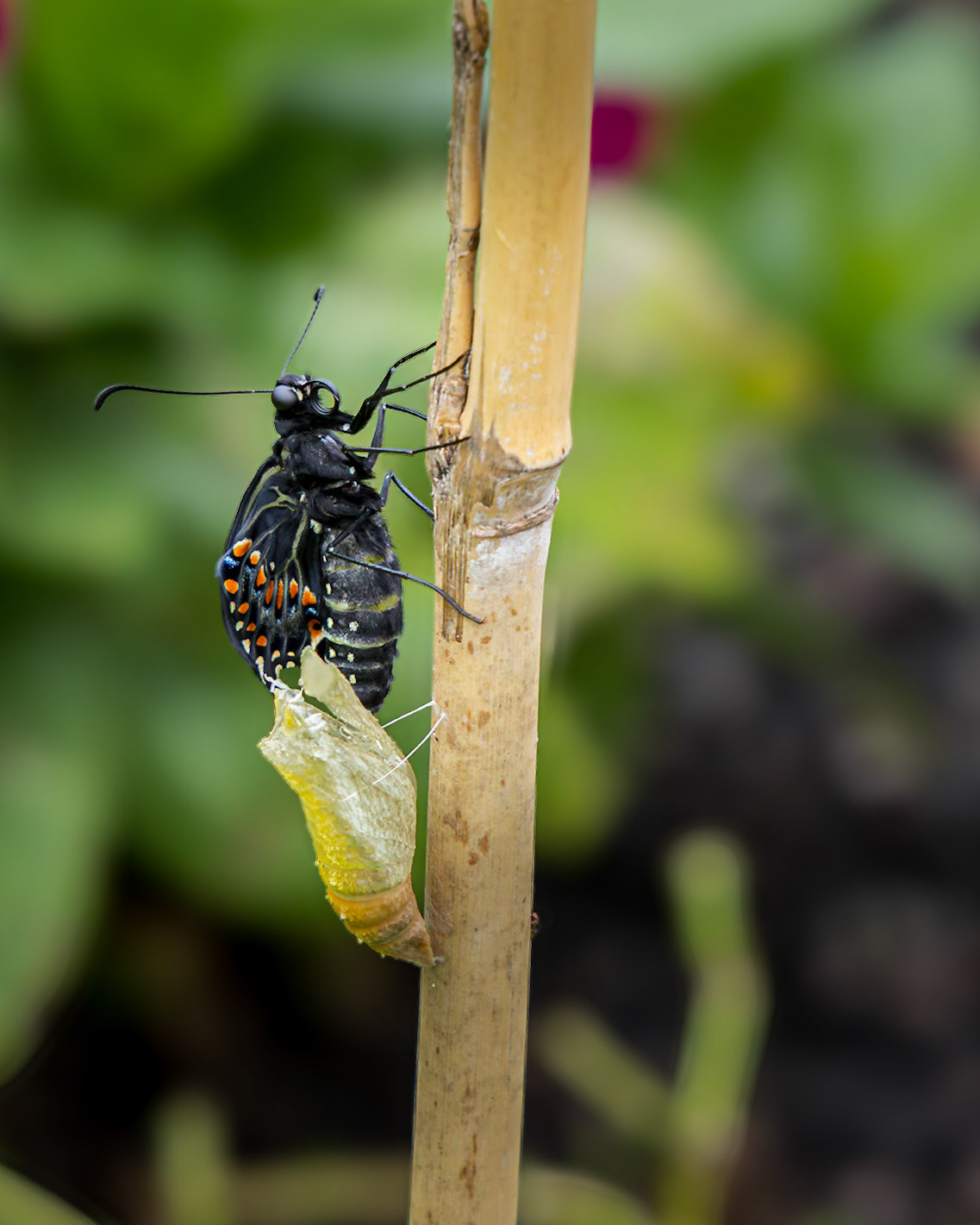 Black swallowtail hatching 1, Private home in Calabash, NC