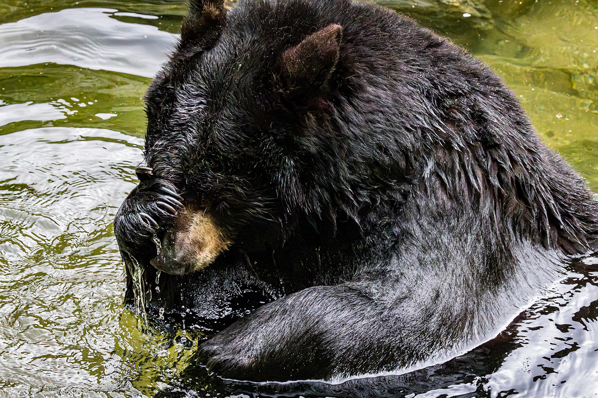 Black bear 7, Grandfather Mountain, NC