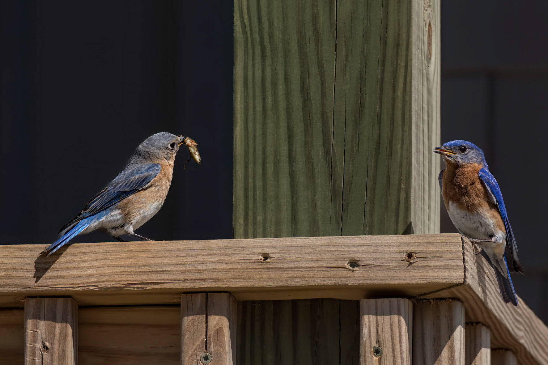 Eastern bluebirds 48, OIB