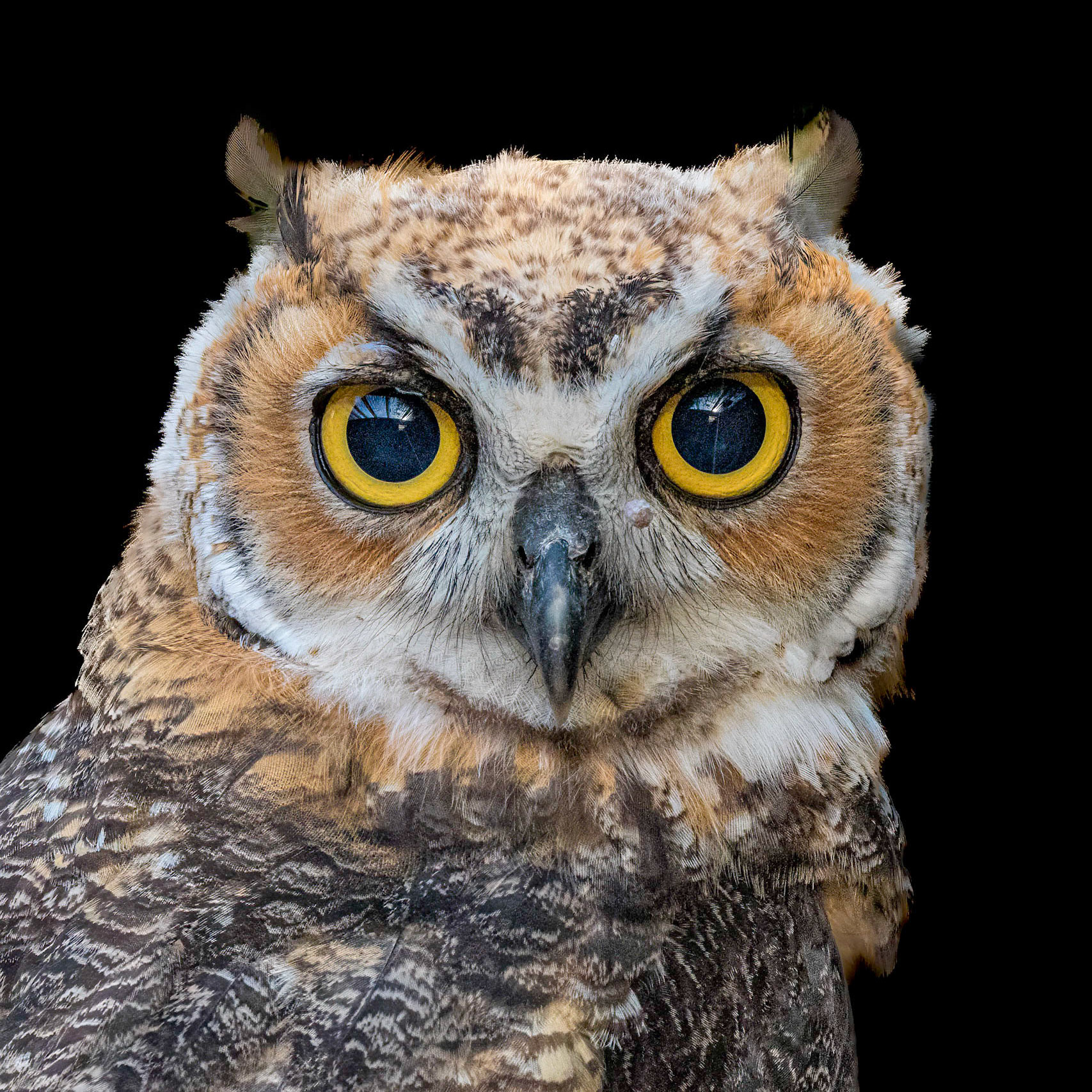 Hootsie 7, Great Horned Owl Juvenile, Sea Biscuit Wildlife Shelter