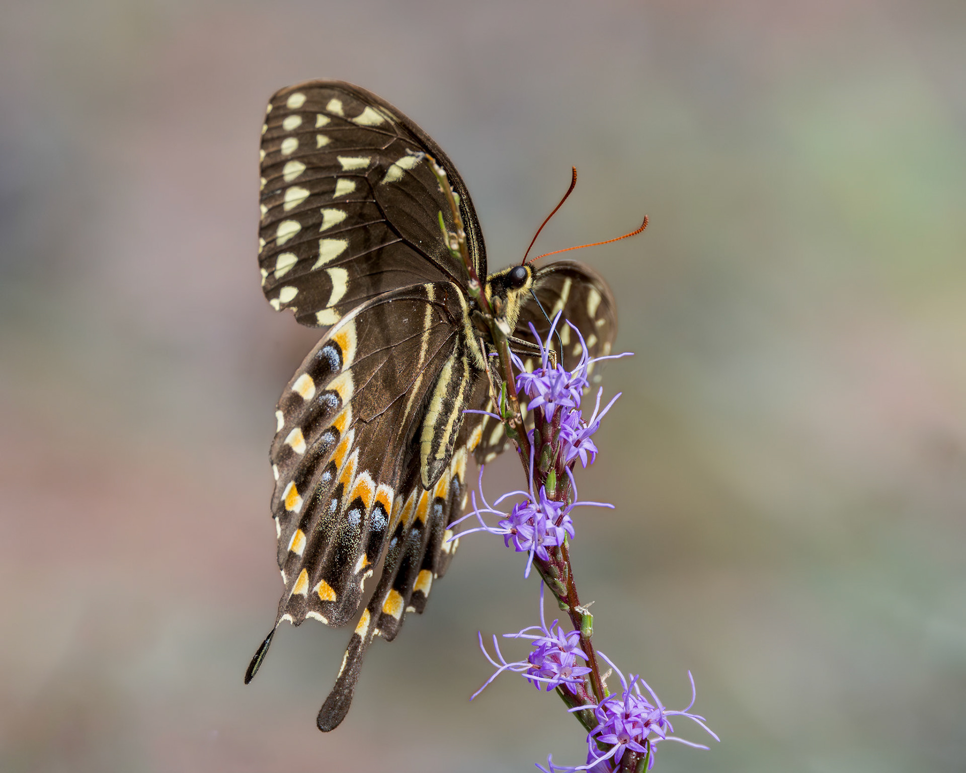 Palamedes swallowtail 18, Green Swamp Preserve