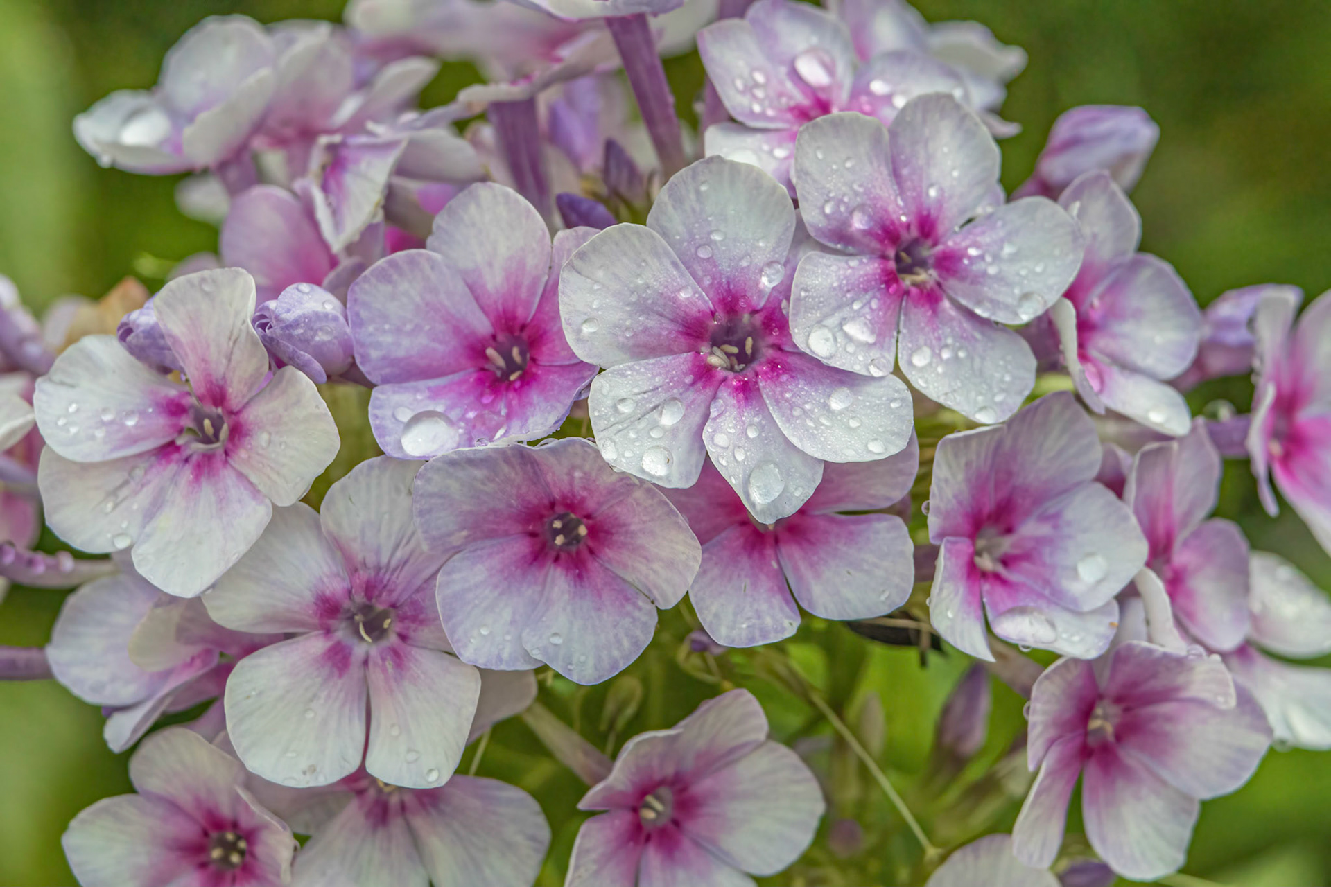 Phlox 1, Brunswick County Botanical Gardens