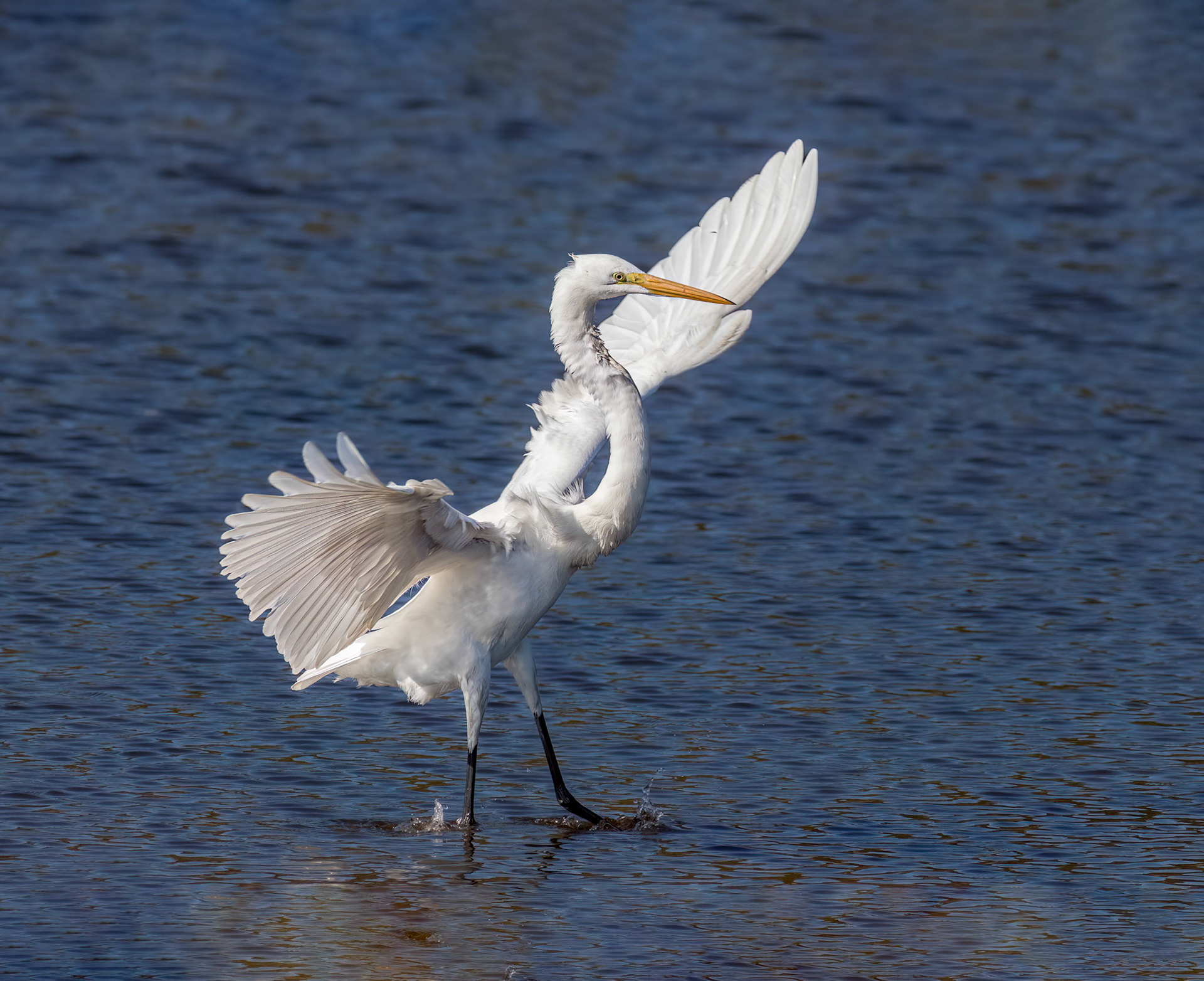 Great Egret 38, Huntinton Beach SC