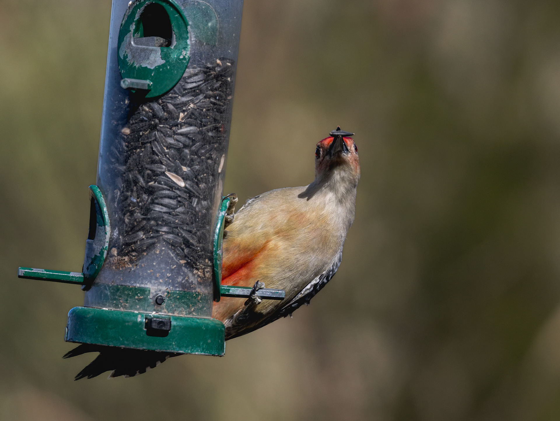 Red bellied woodpecker 5, Huntington Beach State Park, SC