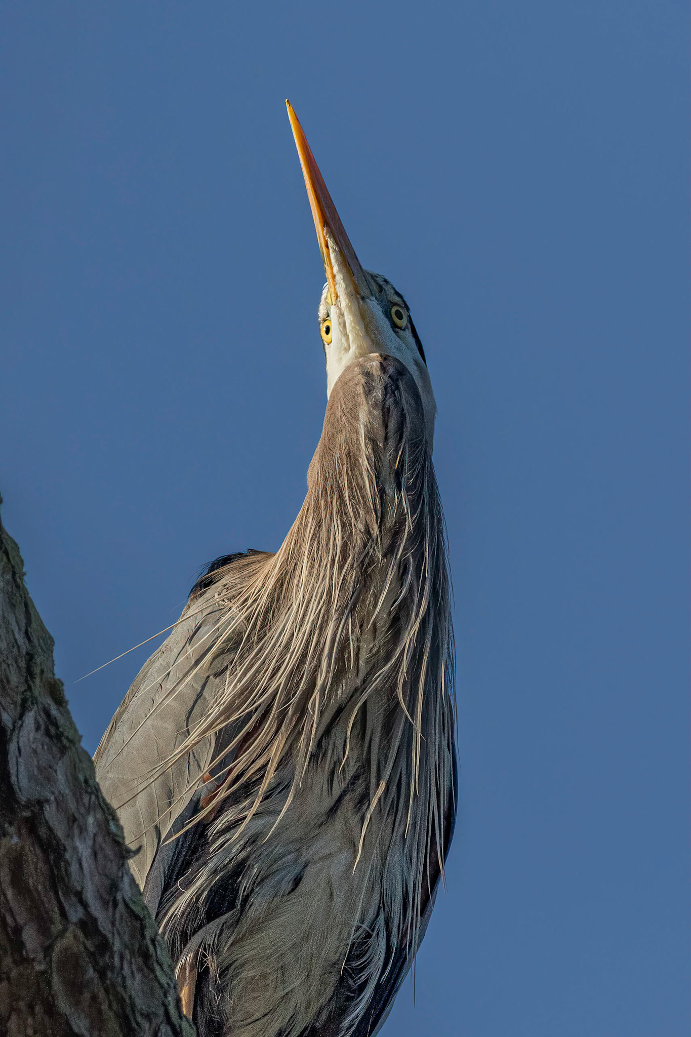 Rookery 24, Sea Trail