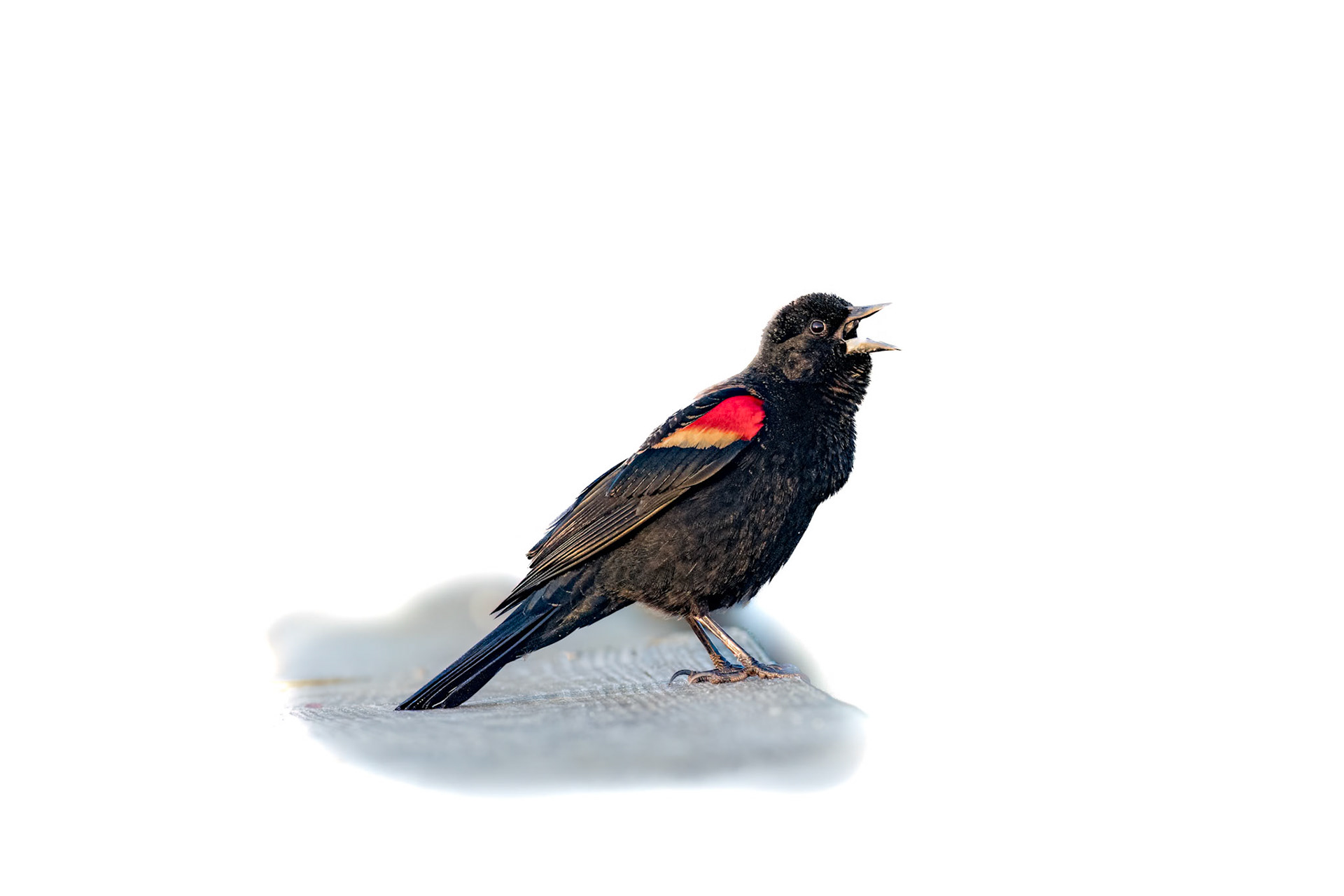 Red Winged Blackbird 5, Carl Bazemore Platform, Sunset Beach