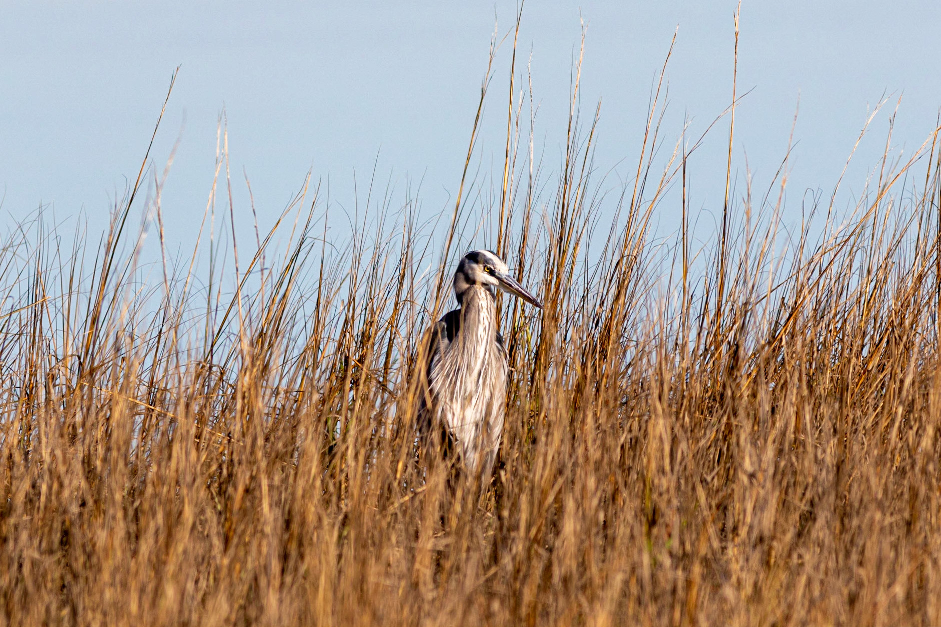 Great Blue Heron 16, OIB Ferry Landing Park