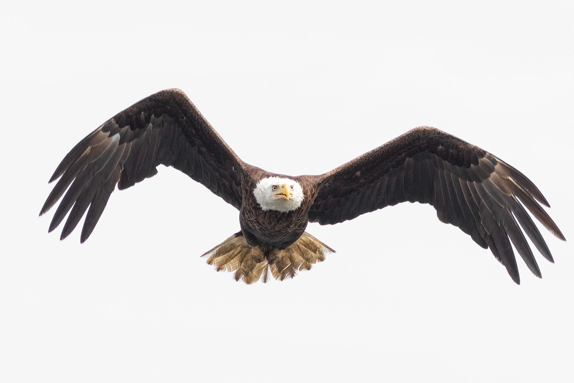 Bald Eagle 18, Carl Bazemore Platform, Sunset Beach