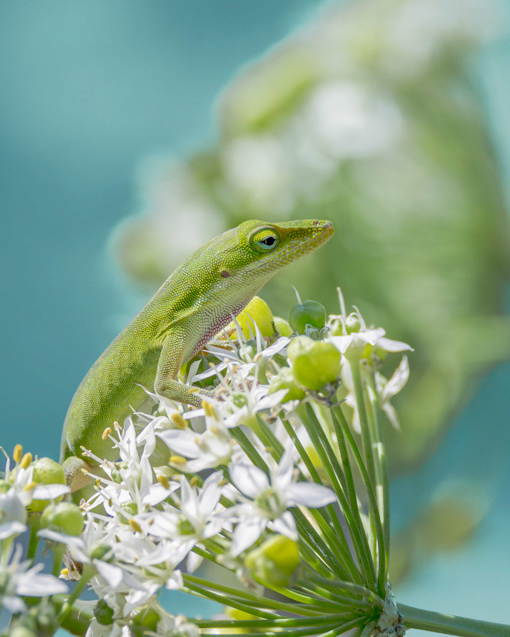 Anole 3, Brusnwick County Botanical Gardens