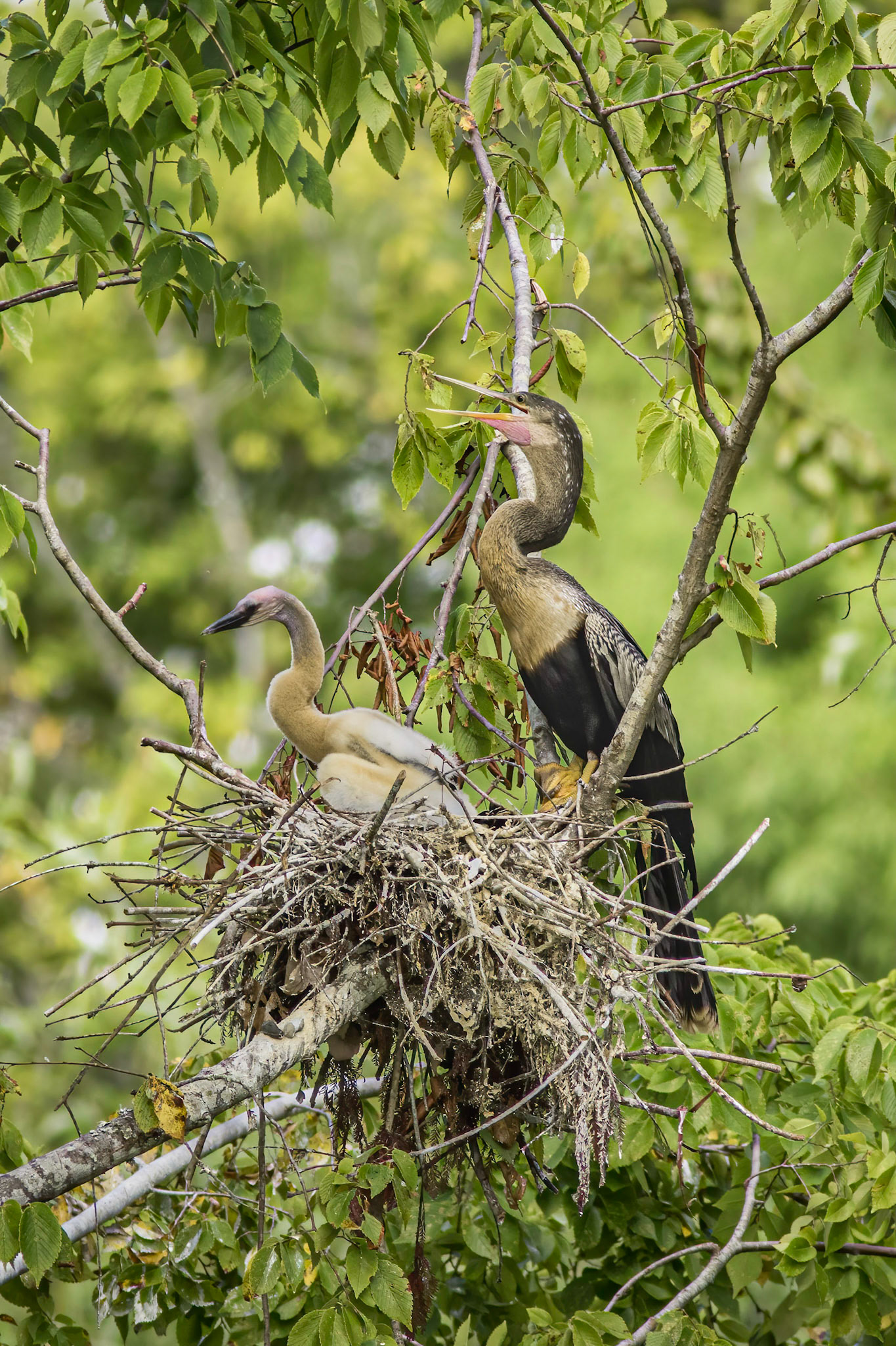 Anhinga nest 47, Sea Trail, Week of August 1, Nest 2