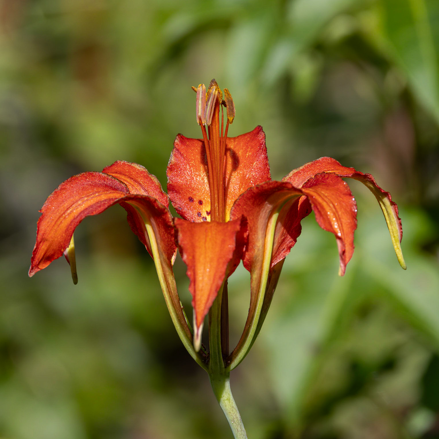 Pine lily 1, Grean Swamp area