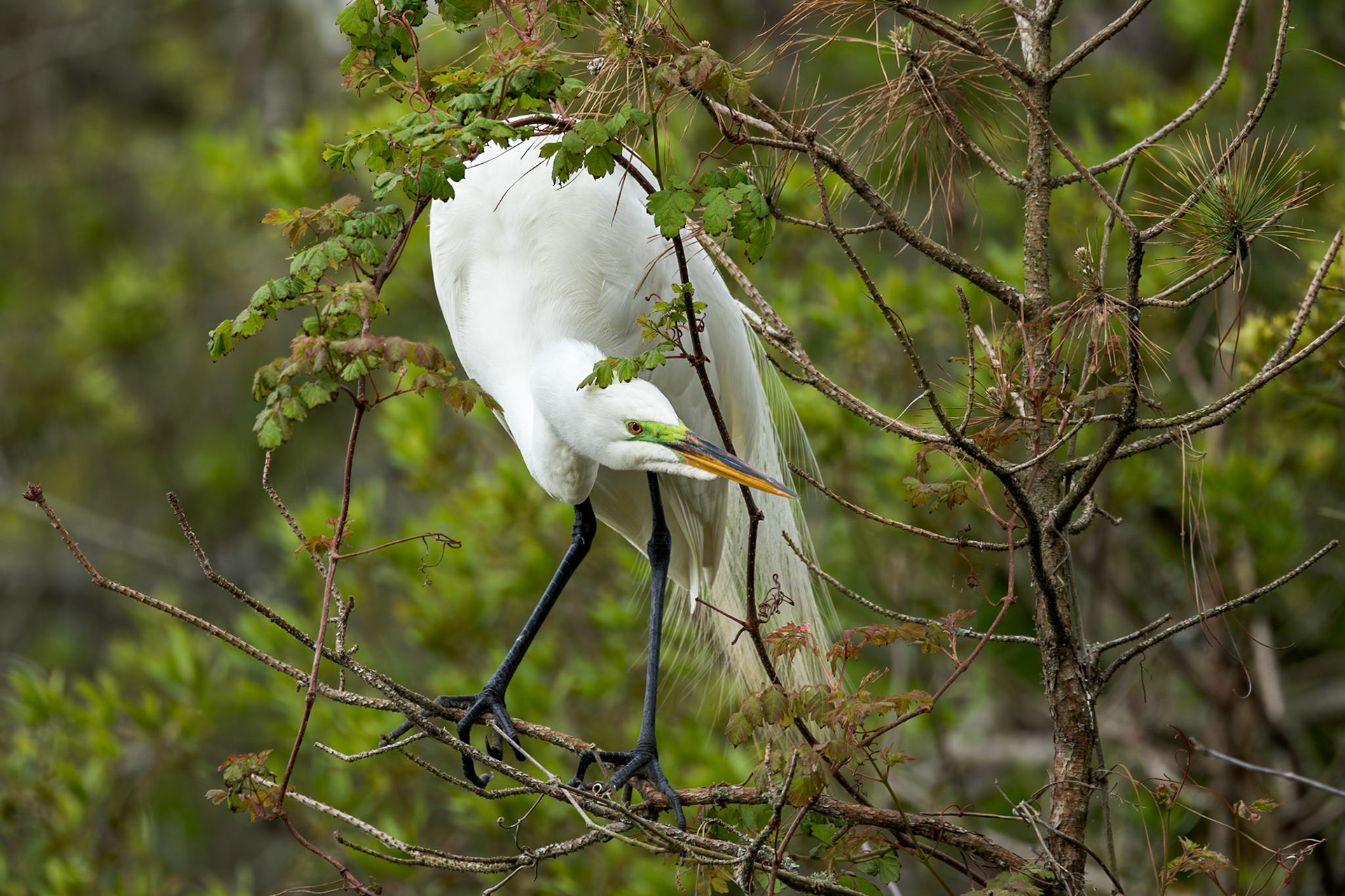 Great egret 81, Huntington Beach State Park